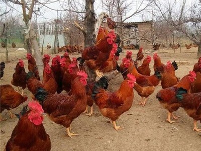 山东养殖场常年供应红玉380鸡苗 量大从优红玉公鸡苗图4