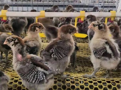 大量批发快大青脚麻鸡苗青脚土鸡苗混合苗包打疫苗快大青脚麻鸡苗图3
