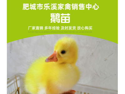 孵化场大量三花鹅苗 长期孵化优质大种三花鹅苗 大种白鹅 包打鹅图2