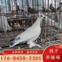 红金鱼鸽子价格 熊猫金鱼鸽 精灵鸽子 黑金鱼鸽 白金鱼观赏鸽