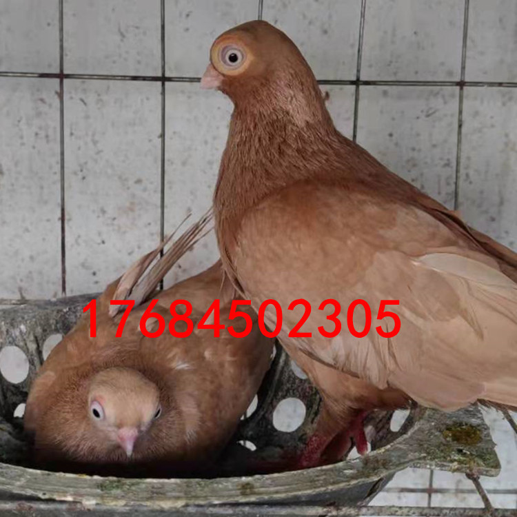 085021cf12376caf0725031aef32ac