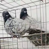 淑女鸽一对多少钱 秀鸽 黑花淑女鸽 纯白淑女鸽子 观赏鸽