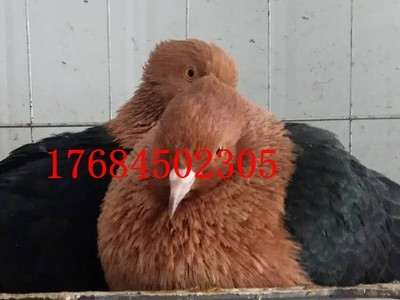 出售天使鸽 孝头天使鸽 白天使鸽子 鸽子活体 观赏鸽养殖场图3
