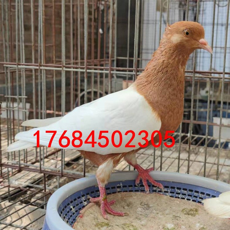 ba456a86f950ec968df707358c9326