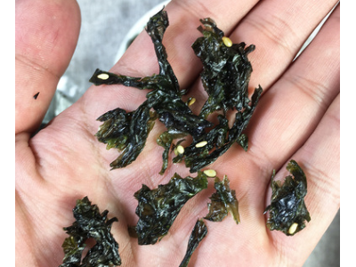 拌饭海苔连云港赣榆特产辅食炒海苔即食调味原味烧烤辣味250g/袋图3