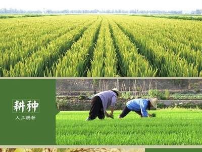 厂家直供东北长粒香米大米5kg批发售 晟宝好芈东北真香米代发图3