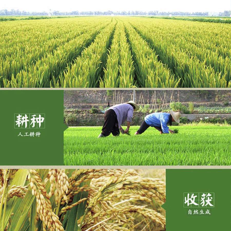 真香米5kg03(1)