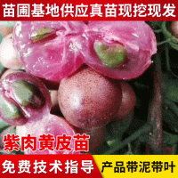 产地供应广西果苗批发黄皮苗新品种紫肉黄皮苗紫色黄皮树苗批发
