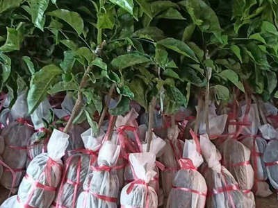 产地供应广西果苗批发黄皮苗新品种紫肉黄皮苗紫色黄皮树苗批发图4
