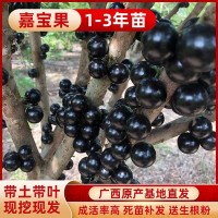 台湾嘉宝果苗树葡萄果苗 台湾沙巴苗四季早生树葡萄苗南北方种植