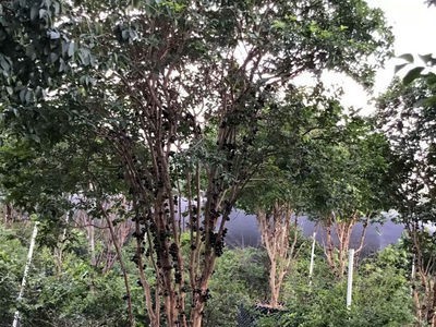 台湾嘉宝果苗树葡萄果苗 台湾沙巴苗四季早生树葡萄苗南北方种植图4