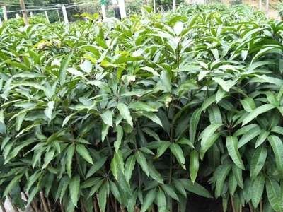 芒果苗批发 金煌台农桂七四季芒红贵妃凯特澳芒多种嫁接芒果树苗图4