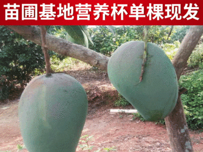 芒果苗批发 金煌台农桂七四季芒红贵妃凯特澳芒多种嫁接芒果树苗图3