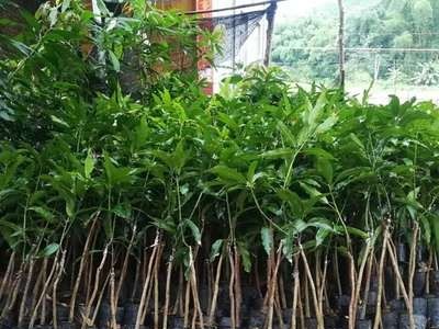 芒果苗批发 金煌台农桂七四季芒红贵妃凯特澳芒多种嫁接芒果树苗图2