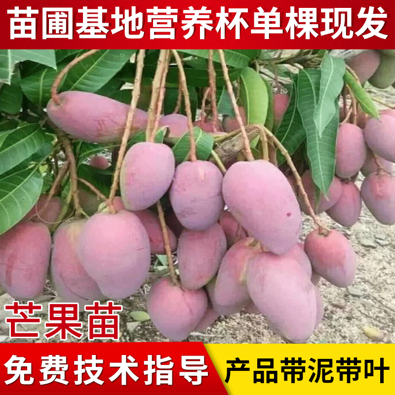 红贵妃芒果