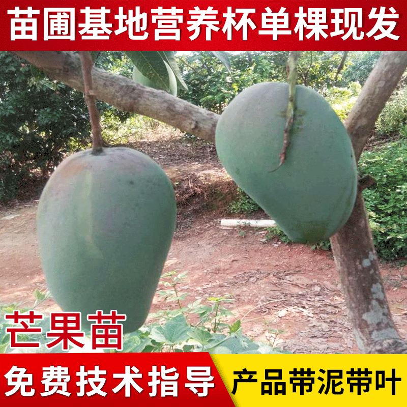 金煌芒果苗