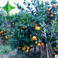 苗圃种植基地 批发 无核沃柑 果树苗 嫁接 晚熟 无籽 南北方种植