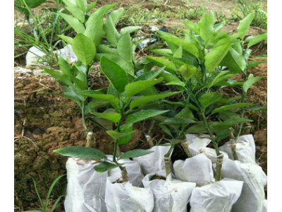 苗圃种植基地 批发 无核沃柑 果树苗 嫁接 晚熟 无籽 南北方种植图3