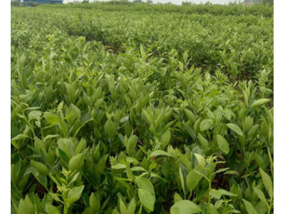 苗圃种植基地 批发 无核沃柑 果树苗 嫁接 晚熟 无籽 南北方种植图2