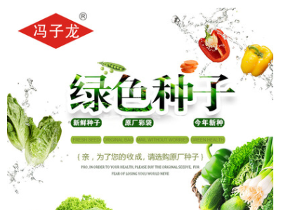 冯子龙种苗厂家直售批零大田基地大棚四季种植 常规紫红长茄种子图2