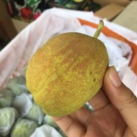 新疆库尔勒香梨 新鲜梨子汁水丰富酥脆爽口应季新鲜水果一件代发