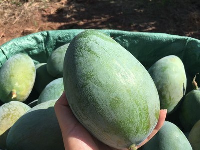 【一手】四川攀枝花凯特芒果新鲜大芒果香甜肉厚产地直发新鲜水果图3