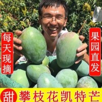 【一手】四川攀枝花凯特芒果新鲜大芒果香甜肉厚产地直发新鲜水果