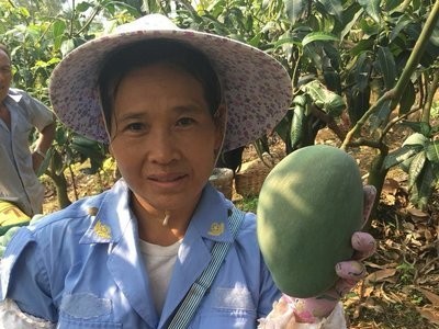 【一手】四川攀枝花凯特芒果新鲜大芒果香甜肉厚产地直发新鲜水果图4