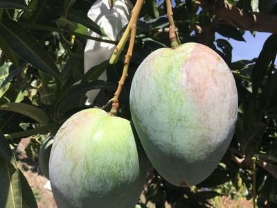 【一手】四川攀枝花凯特芒果新鲜大芒果香甜肉厚产地直发新鲜水果图5