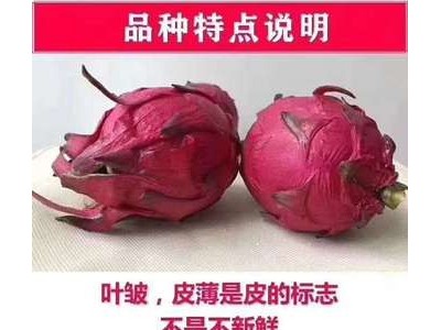 金都一号红心火龙果5斤 新鲜采摘 现摘现发 新鲜水果一件代发图5