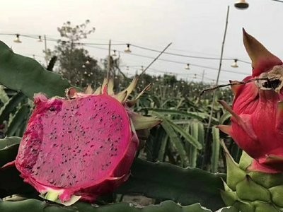金都一号红心火龙果5斤 新鲜采摘 现摘现发 新鲜水果一件代发图3