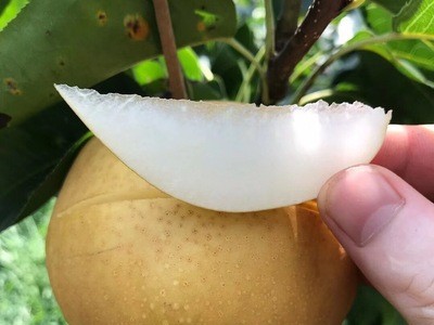 山东莱阳丰水梨梨 新鲜梨子汁水丰富当季时令新鲜水果产地直发图4