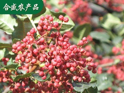 产地供应做出口级花椒 花椒 出口花椒 大红袍花椒图4