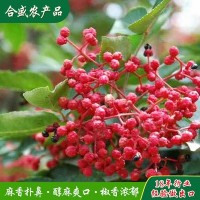 产地供应花椒 出口级干红花椒粒 大红袍 火锅 家常菜用花椒粒