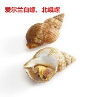 熟冻爱尔兰白螺 北峨螺 小翡翠螺 海螺 海鲜自助餐