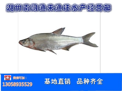 【白鱼】鱼苗鱼苗以及成品鱼图2