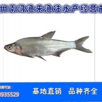 【白鱼】鱼苗鱼苗以及成品鱼