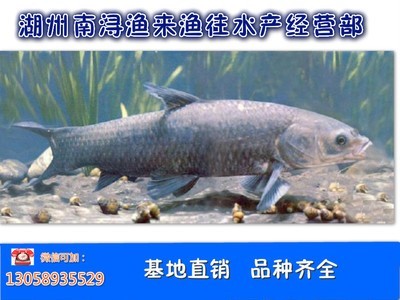 供应批发【青鱼】鱼苗及成品鱼图3