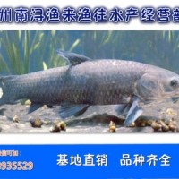 供应批发【青鱼】鱼苗及成品鱼