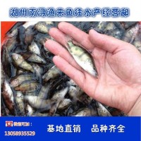 苗种水产鱼类货源地培育鱼苗量大价优供应鳜鱼鱼苗