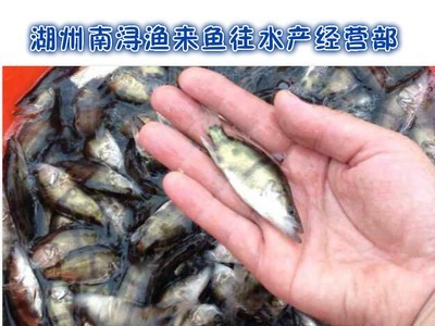 苗种水产鱼类货源地培育鱼苗量大价优供应鳜鱼鱼苗图4
