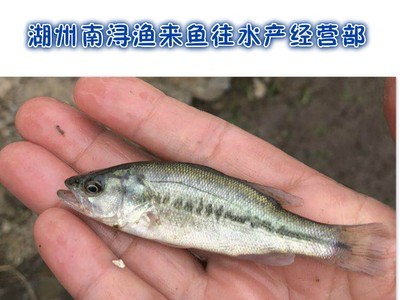 苗种鱼类货源地培育鱼苗量大价优全国供应鲈鱼鱼苗图2