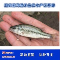 苗种鱼类货源地培育鱼苗量大价优全国供应鲈鱼鱼苗