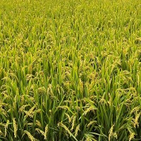 海安当季糯米预售 口感软糯米质饱满软香糯米 低温烘焙