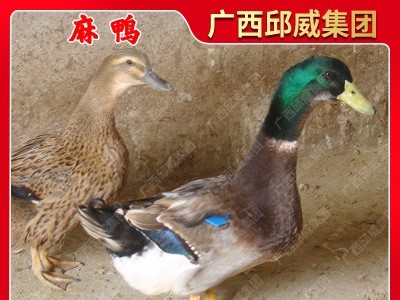 大种麻鸭苗 四点麻鸭苗 桂柳鸭苗 黄麻鸭苗 活体批发图3