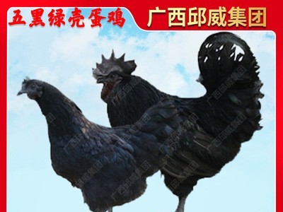 五黑一绿鸡苗 乌鸡苗五黑鸡苗 绿壳蛋鸡苗 黑土鸡苗 乌骨鸡苗土鸡图5
