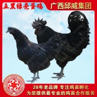 五黑一绿鸡苗 乌鸡苗五黑鸡苗 绿壳蛋鸡苗 黑土鸡苗 乌骨鸡苗土鸡