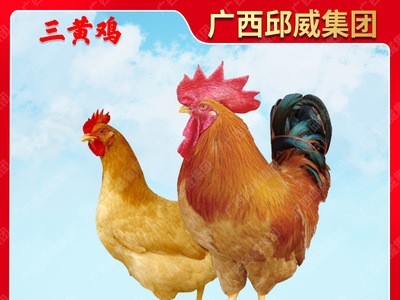 广西三黄鸡苗土鸡苗桂香土鸡 鸡苗批发黄脚土鸡细脚土鸡图5