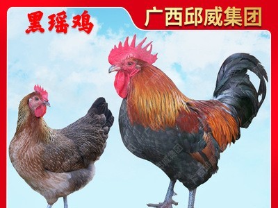 广西黑瑶鸡苗青脚土鸡苗血毛土鸡苗细脚土鸡苗瑶鸡苗活体批发图2