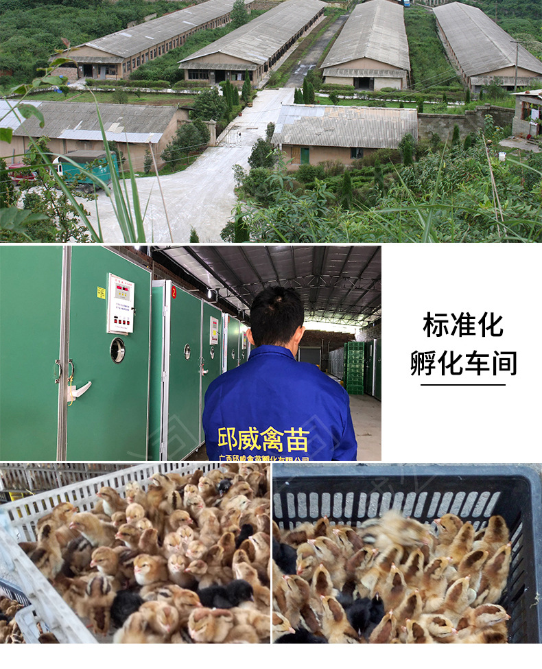 黑瑶鸡_08.jpg